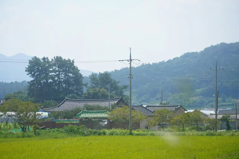 A field of green grass with houses in the background