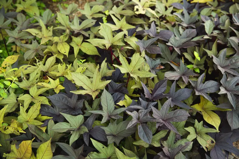 From above view of dark colored leaves growing on bush near ground in cloudy weather