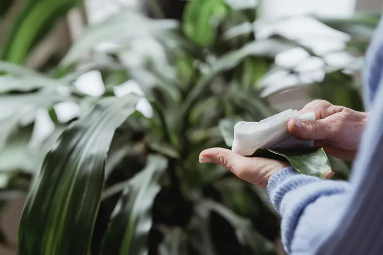 Crop faceless middle aged female gardener in sweater wiping green leaves of lush potted houseplant at home in daylight