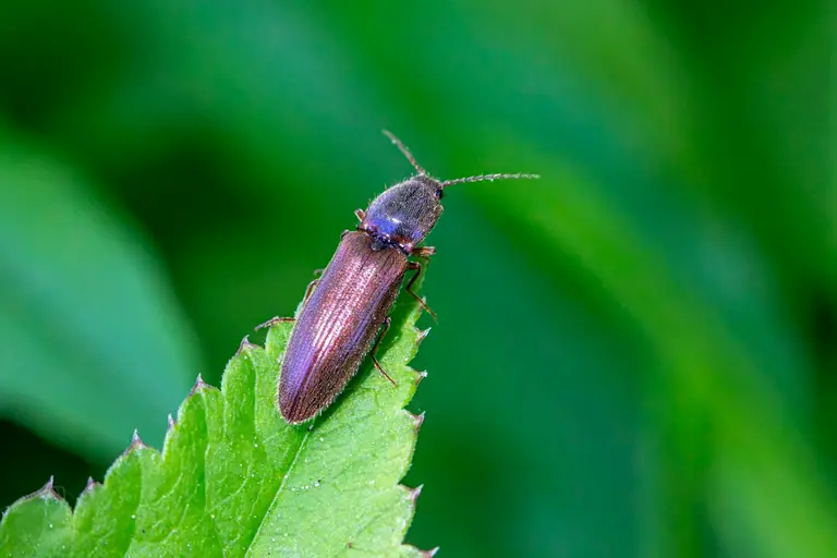 a close up of a bug on a leaf