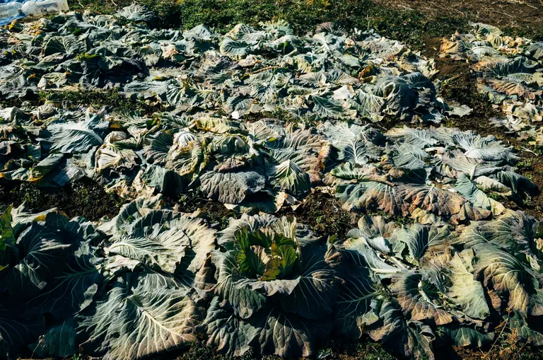 Aerial view of harvested cabbage field in Hino, Tokyo, Japan showcasing agricultural growth.